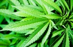 Marijuana